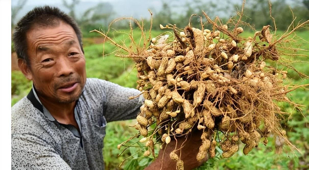 山东花生市场喜讯连连，最新价格节节攀升！