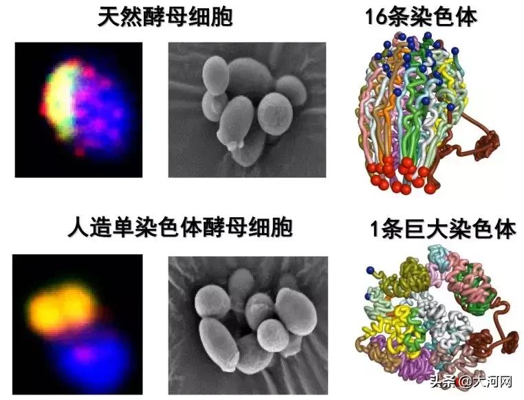 揭秘抑郁症：前沿科学发现揭示全新治疗视角