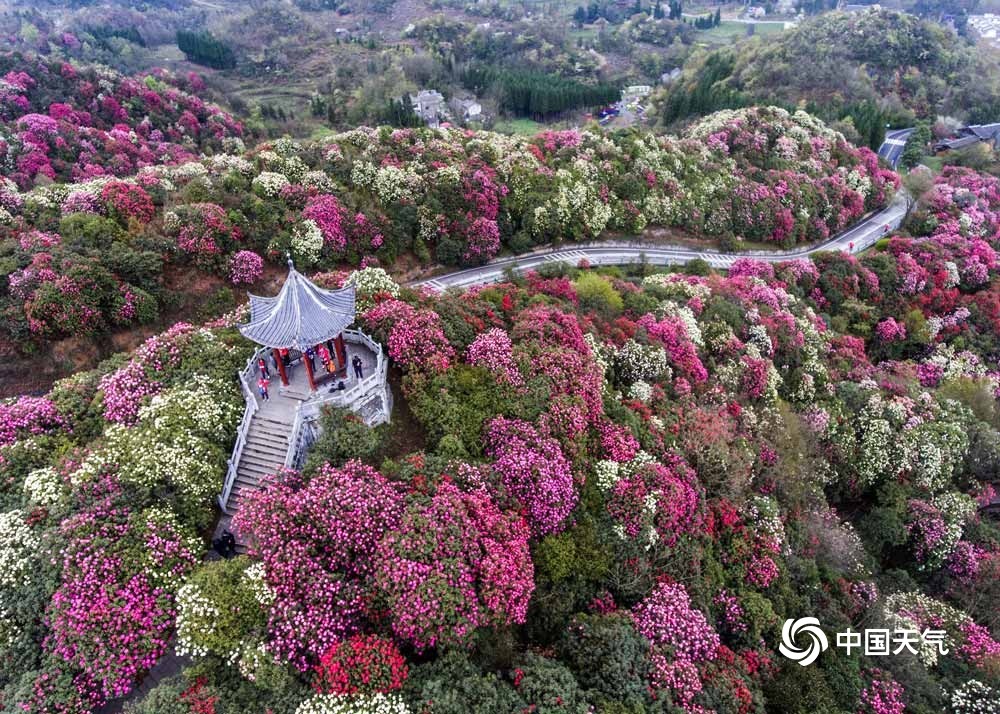 最新聚焦：百里杜鹃花海盛景报道速递