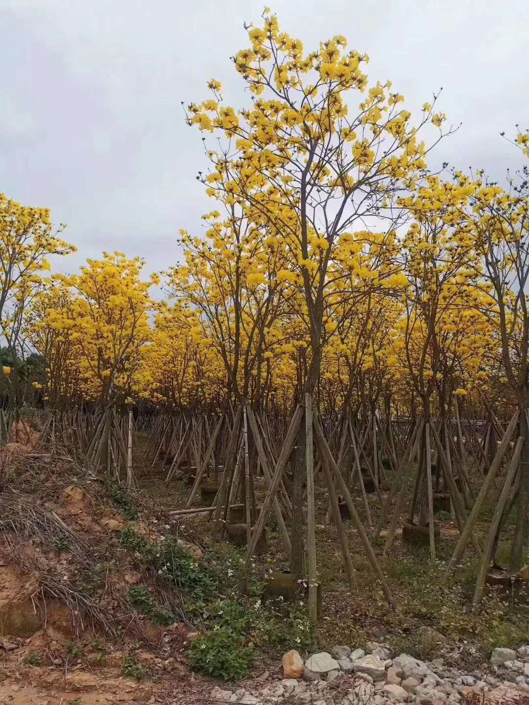 “黄花风铃木近期价格一览”