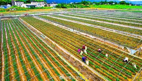 垫江新鲜速递：最新动态聚焦