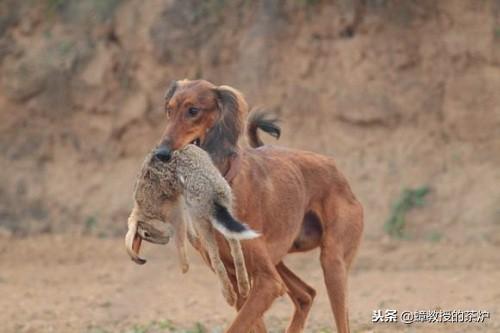 最新上架！凉山猎犬精品售出资讯速览